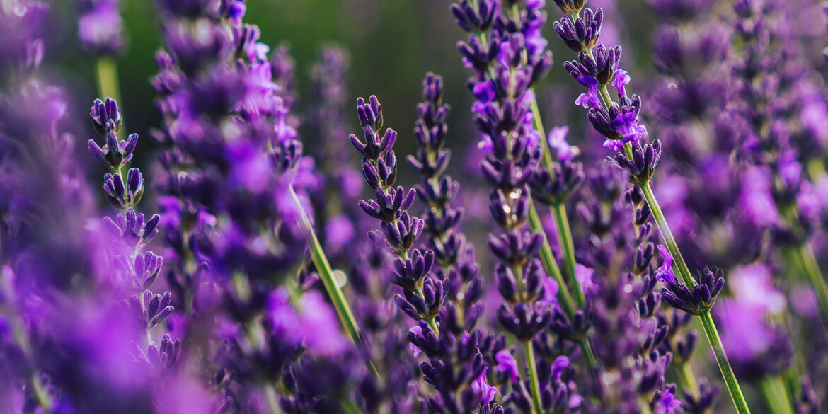 Der richtige Riecher für geballte Pflanzenkraft - Aromatherapie mit ätherischen Ölen. Bild zeigt ein Lavendelfeld in der Abenddämmerung.