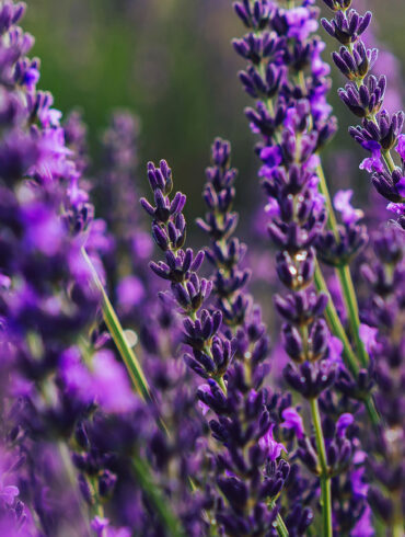 Der richtige Riecher für geballte Pflanzenkraft - Aromatherapie mit ätherischen Ölen. Bild zeigt ein Lavendelfeld in der Abenddämmerung.