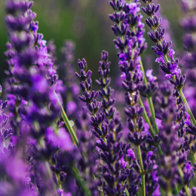Der richtige Riecher für geballte Pflanzenkraft - Aromatherapie mit ätherischen Ölen. Bild zeigt ein Lavendelfeld in der Abenddämmerung.