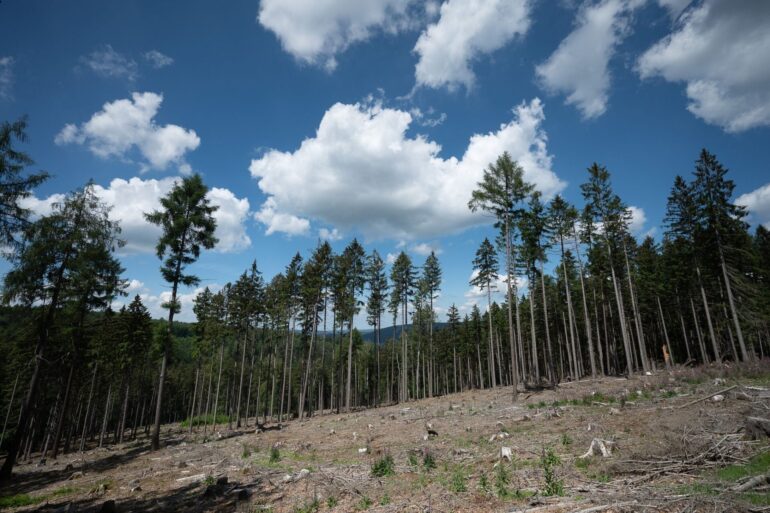 Trockene Bäume liegen in einer kahlen Stelle im Wald. Die Weltwirtschaft droht einer Studie zufolge durch Klimafolgen stark zu schrumpfen.