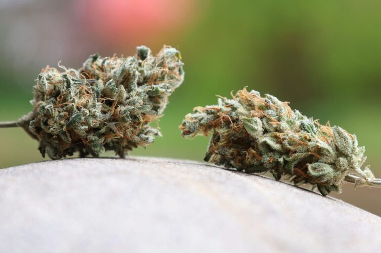 Am 1. April 2024 war das Cannabis-Gesetz in Deutschland in Kraft getreten.