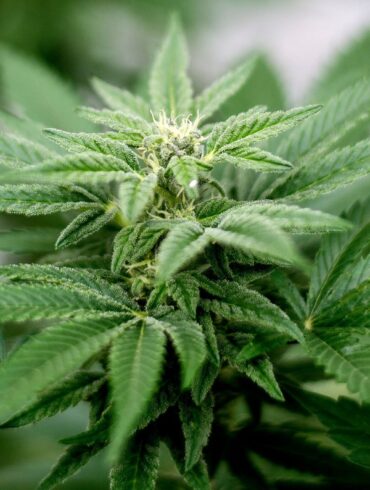 Privater Cannabis-Anbau ist seit dem 1. April legal.
