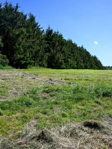 Eine teilweise abgemähte Wiese am Fundort einer Kinderleiche im Landkreis Stade.