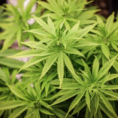 Ab 1. Juli können nicht-kommerzielle Anbauvereinigungen für Cannabis an den Start gehen.