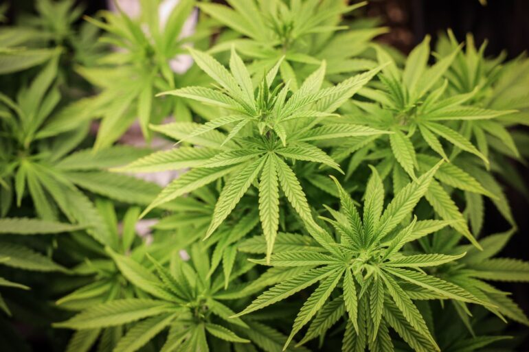 Ab 1. Juli können nicht-kommerzielle Anbauvereinigungen für Cannabis an den Start gehen.