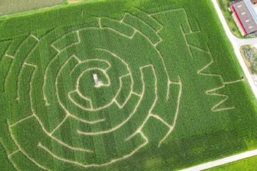 Kniffeliges Sommervergnügen: Blick auf ein Maislabyrinth, ein angelegter Irrgarten in einem Maisfeld in Altdorf.