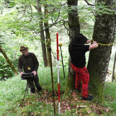 Für den Bericht wird eine Stichprobe des Waldes untersucht.