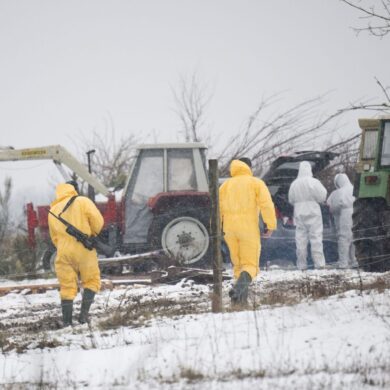 Nach dem Ausbruch der Maul- und Klauenseuche müssen weitere Tiere getötet werden - Personen in Schutzanzügen sind im Einsatz.