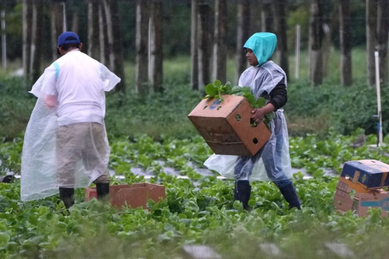 Arbeitskräfte vor allem aus Mittel- und Südamerika spielen eine wichtige Rolle in der Landwirtschaft der USA, im Bauwesen und im Gastgewerbe.