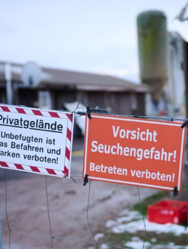Bislang wurde das Virus nur bei einer Wasserbüffelherde festgestellt (Archivbild).