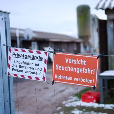 Schutzmaßnahmen sind angelaufen nach dem Ausbruch der Maul- und Klauenseuche.
