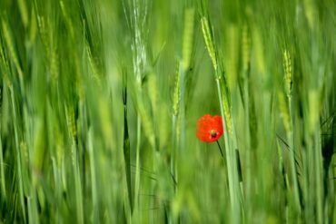 Eine Mohnblume blüht in einem Getreidefeld in Hackenbroich.