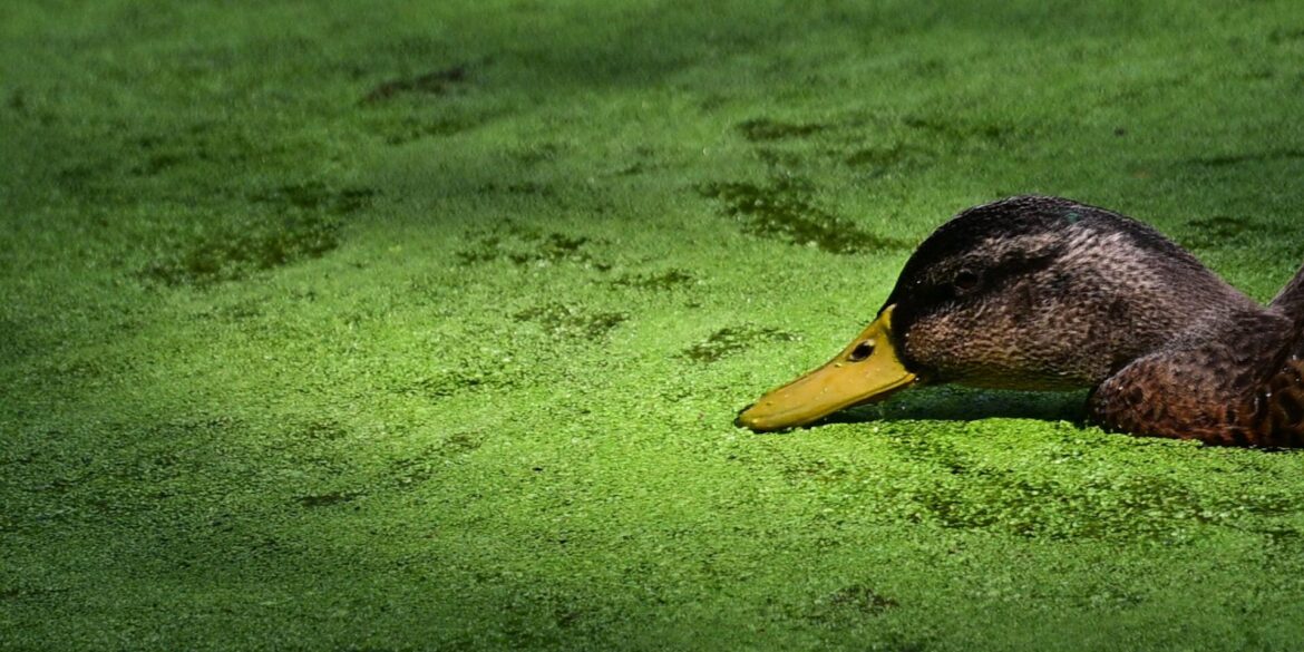 Entengrütze im Großen Tiergarten in Berlin.