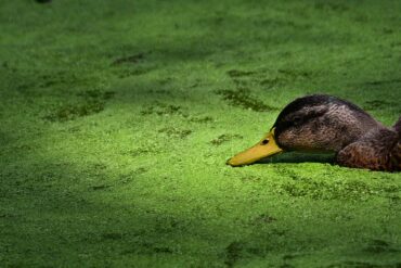 Entengrütze im Großen Tiergarten in Berlin.