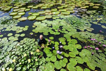 Bad im Seerosenteich - Gärtner Achim bei der Pflanzenpflege