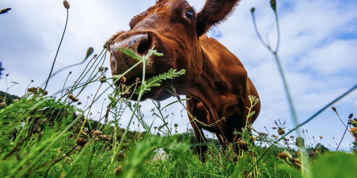 Guten Appetit! Eine Kuh grast auf einer Wiese in Baden-Württemberg.