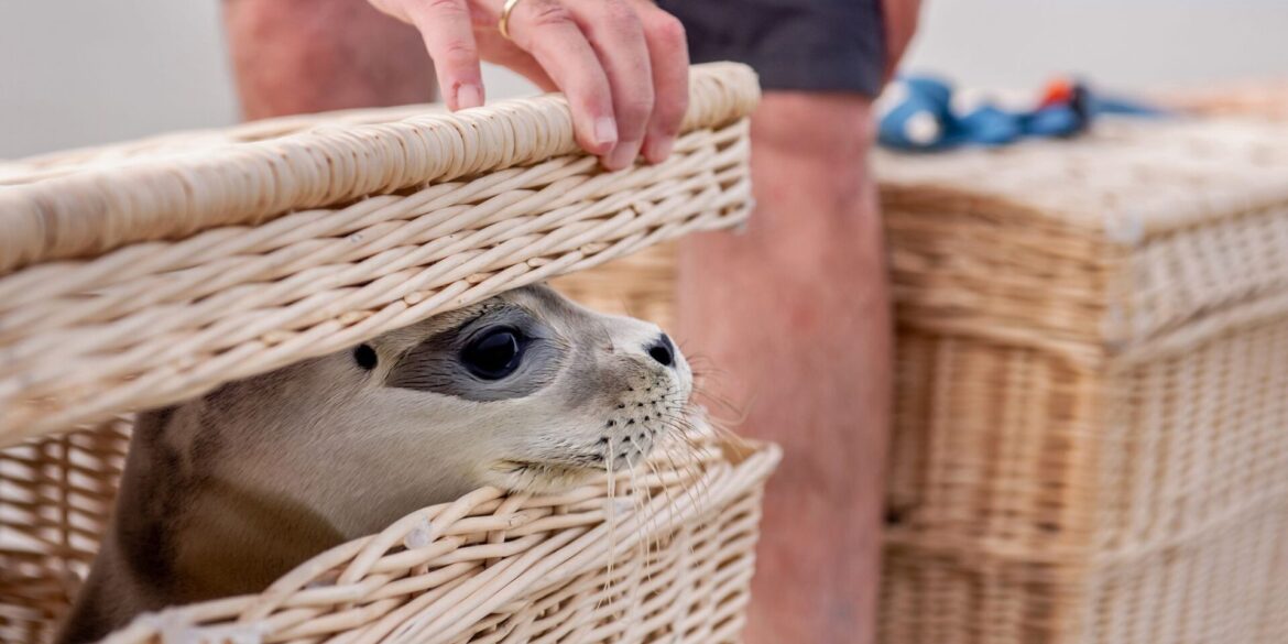 Der Seehund «Scotty» schaut kurz vor der Auswilderung aus einem Korb am Ostende der Insel Juist.