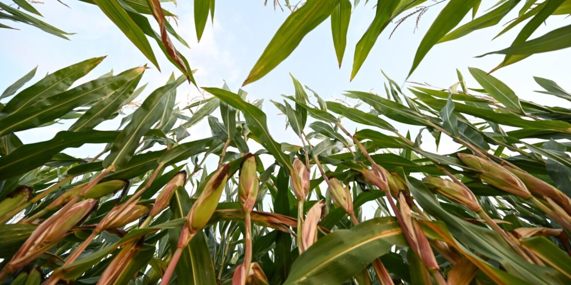 In Ostfriesland steht der Mais kurz vor seiner Ernte, die Pflanzen sind hoch gewachsen.