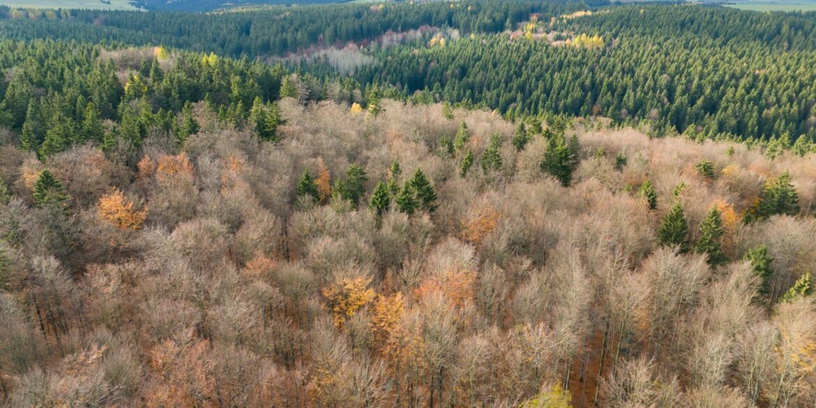 Der deutsche Wald ist zu einer Treibhausgas-Quelle geworden. Das will Bundesumweltminister Carsten Schneider ändern.