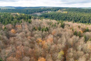 Der deutsche Wald ist zu einer Treibhausgas-Quelle geworden. Das will Bundesumweltminister Carsten Schneider ändern.