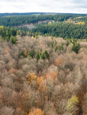 Der deutsche Wald ist zu einer Treibhausgas-Quelle geworden. Das will Bundesumweltminister Carsten Schneider ändern.