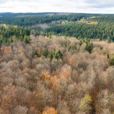 Der deutsche Wald ist zu einer Treibhausgas-Quelle geworden. Das will Bundesumweltminister Carsten Schneider ändern.