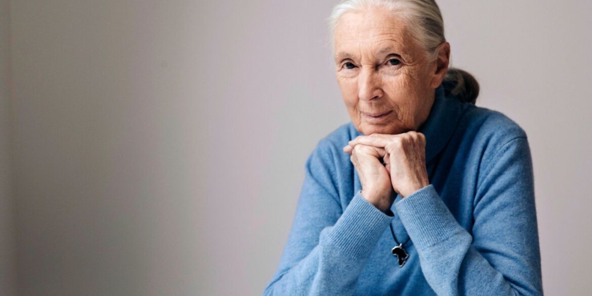 Die berühmte Schimpansenforscherin Jane Goodall ist im Alter von 91 Jahren gestorben. (Archivbild)
