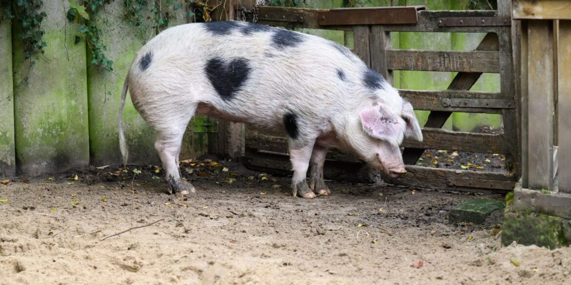 Wilma ist ein Schwein mit Herz.
