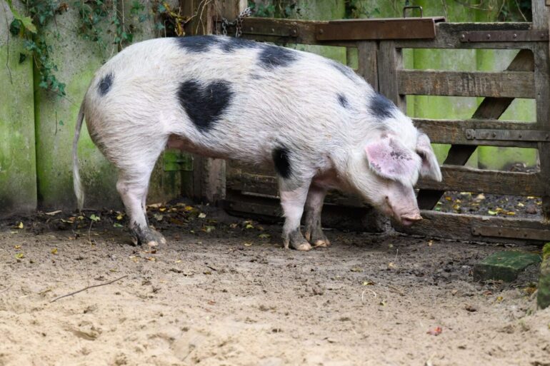 Wilma ist ein Schwein mit Herz.