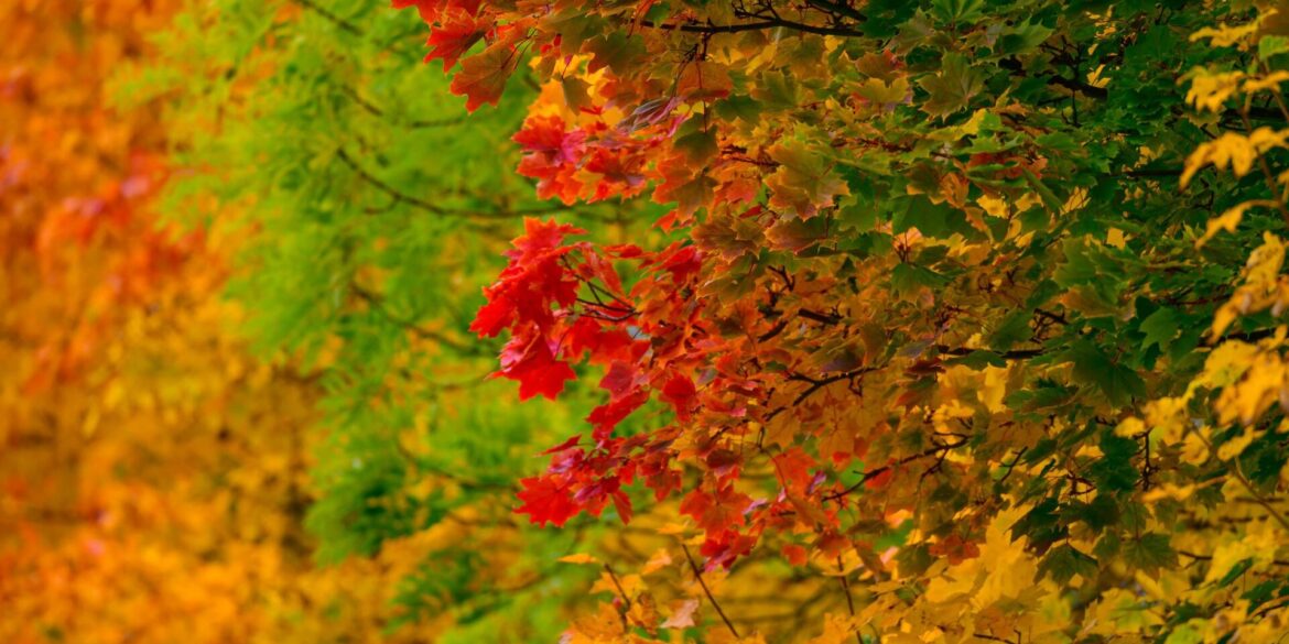 Leuchtende Herbstfarben.
