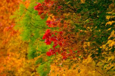 Leuchtende Herbstfarben.