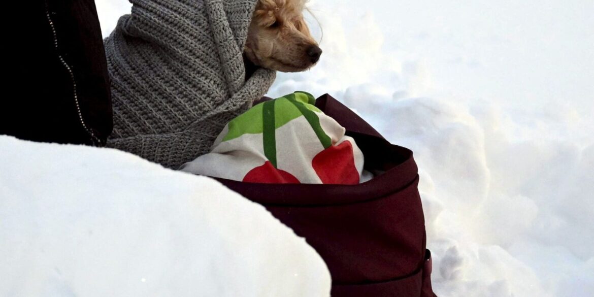 Tierischer Zuschauer beim Ski-Weltcup -in eine Decke eingewickelter Hund wartet an der Strecke der Langläufer.