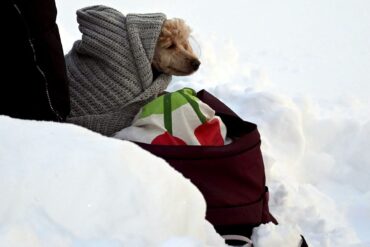Tierischer Zuschauer beim Ski-Weltcup -in eine Decke eingewickelter Hund wartet an der Strecke der Langläufer.