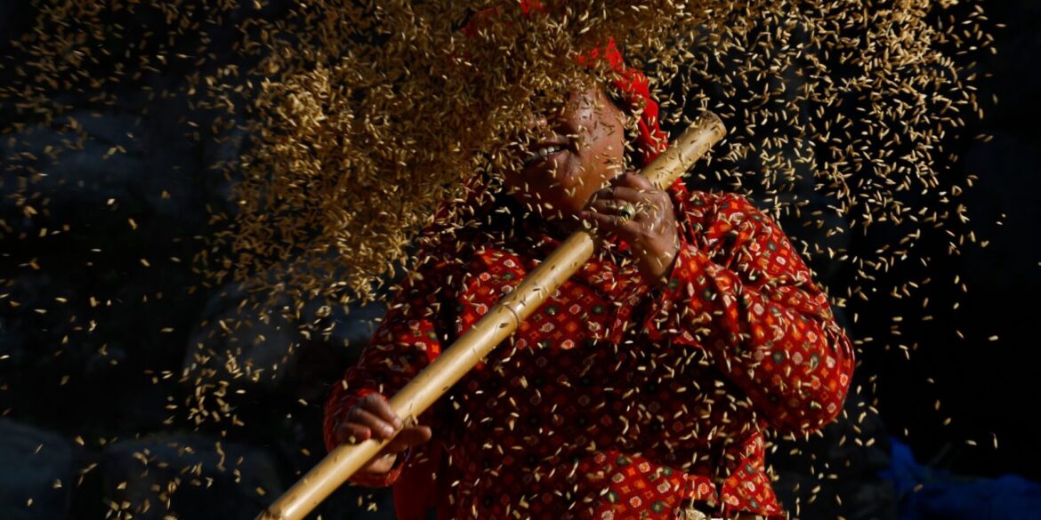 Ein nepalesischer Bauer sortiert die Reiskörner während der Erntezeit am Rande von Bhaktapur, Nepal.