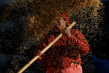 Ein nepalesischer Bauer sortiert die Reiskörner während der Erntezeit am Rande von Bhaktapur, Nepal.