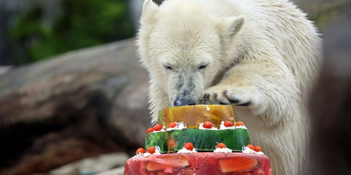 Eisbär Mika feiert im Zoo Karlsruhe mit einer Torte seinen ersten Geburtstag.