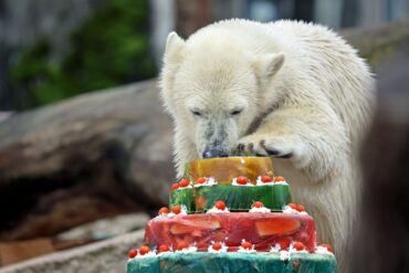 Eisbär Mika feiert im Zoo Karlsruhe mit einer Torte seinen ersten Geburtstag.