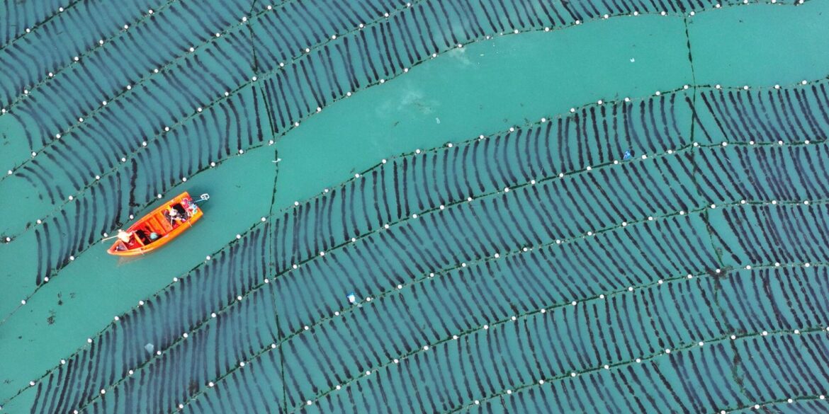 Aus der Luft: Arbeiter hegen Seetang auf Meeresfarm in Chinas Provinz Shandong