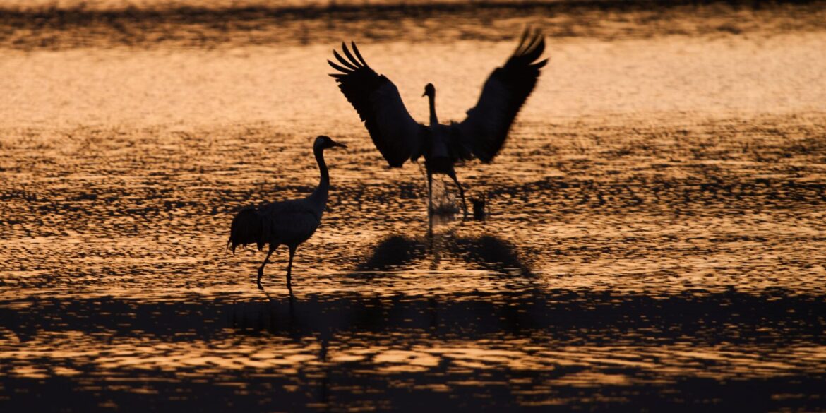 Wandernde Kraniche versammeln sich bei Sonnenaufgang im Naturschutzgebiet am Hula-See, nördlich des Sees Genezareth in Israel.