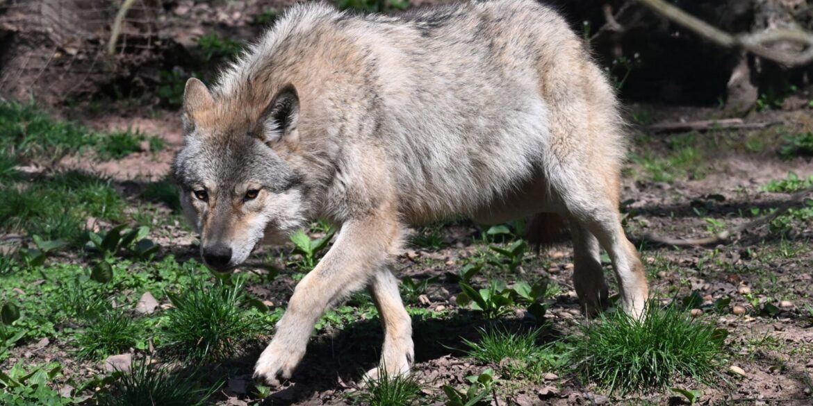Der Wolf ist zurück in Deutschland - was längst nicht jeden freut. (Archivbild)