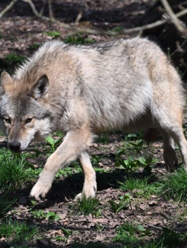 Der Wolf ist zurück in Deutschland - was längst nicht jeden freut. (Archivbild)