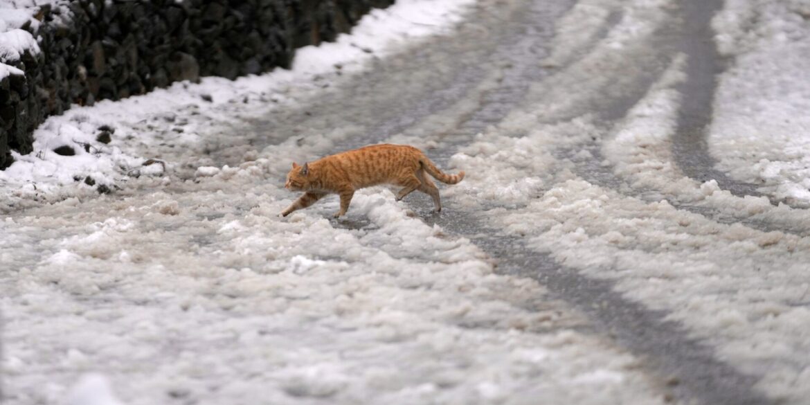ABC, wer läuft denn da im Schnee? Eine Katze huscht im indischen Srinagar über eine schneebedeckte Straße.