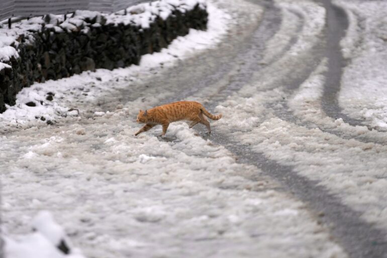 ABC, wer läuft denn da im Schnee? Eine Katze huscht im indischen Srinagar über eine schneebedeckte Straße.
