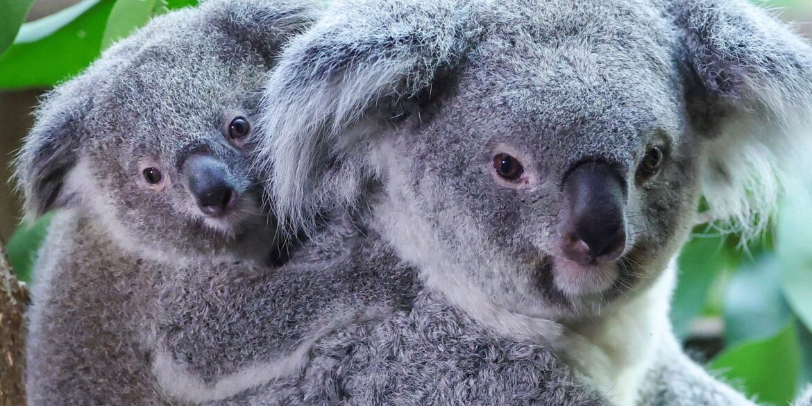 Inala - Acht Monate altes Koala-Baby frisch getauft