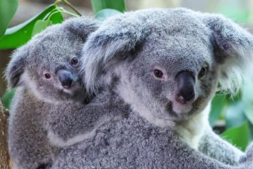Inala - Acht Monate altes Koala-Baby frisch getauft