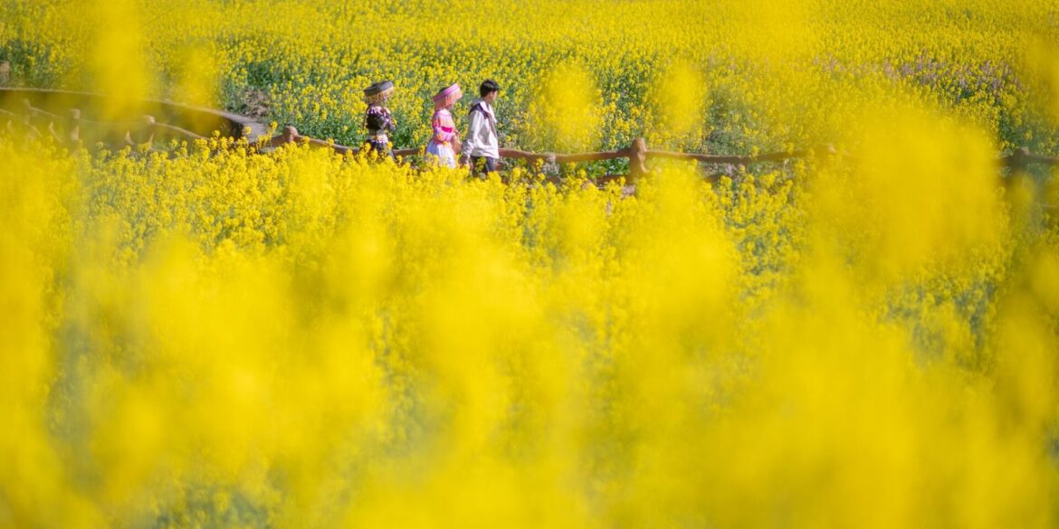 Gelbes Rapsfeld - Frühling in China