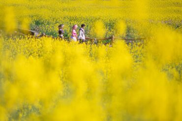 Gelbes Rapsfeld - Frühling in China