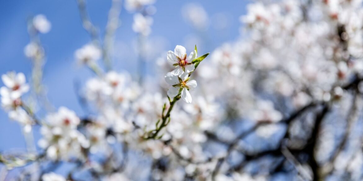 Mandelblüte in Spanien