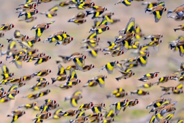 Farbkleckse im Wintergrau - bunte Diestelfinken unterwegs