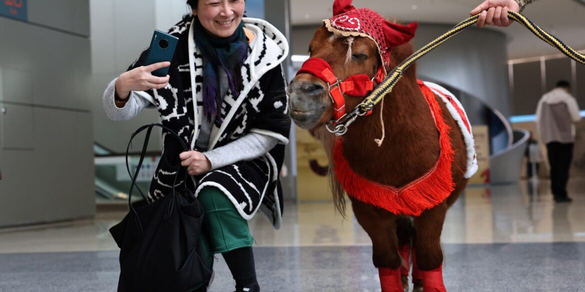 Eine Besucherin macht Bilder von einem Shetlandpony in einer Ausstellung zu Pferden in Geschichte und Kultur im chinesischen Shanghai.